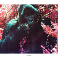 IR Gorillas #01