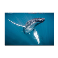 Humpback Whale #01