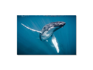 Humpback Whale #01