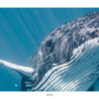 Humpback Whale #01