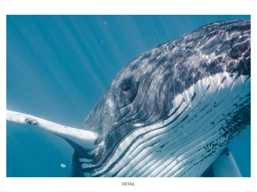 Humpback Whale #01