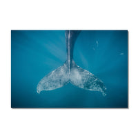 Humpback Whale #02