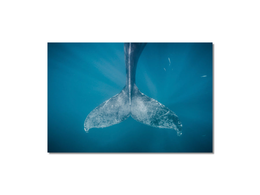 Humpback Whale #02