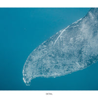 Humpback Whale #02