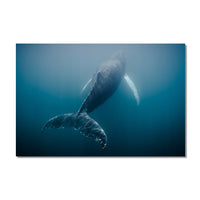 Humpback Whale #03