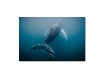 Humpback Whale #03