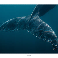 Humpback Whale #03