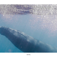 Humpback Whale #04