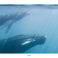 Humpback Whale #05