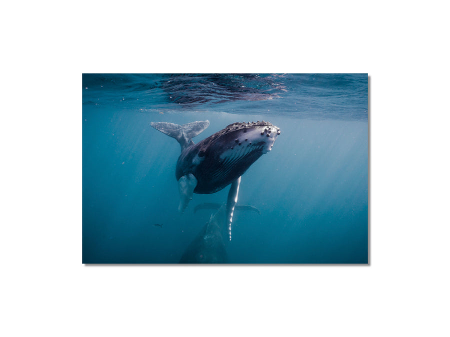 Humpback Whale #06