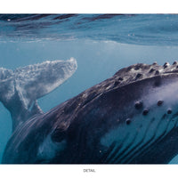 Humpback Whale #06